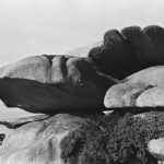 Fuji Acros
