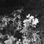 ADOX-CHS-100-II-in-SPUR-UFP-1