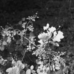 ADOX-CHS-100-II-in-SPUR-UFP-1a