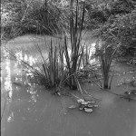 ADOX-CHS-100-II-in-SPUR-UFP-2