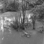 ADOX-CHS-100-II-in-SPUR-UFP-2a