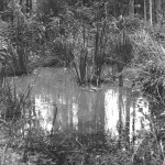 ADOX-CHS-100-II-in-SPUR-UFP-3