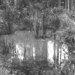 ADOX-CHS-100-II-in-SPUR-UFP-3a