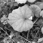 ADOX-CHS-100-II-in-SPUR-UFP-4