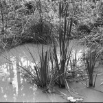 ADOX-CHS-100-II-in-SPUR-UFP-6