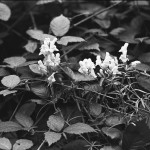 ADOX-CHS-100-II-in-SPUR-UFP-8