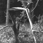 ADOX-Silvermax-in-SPUR-UFP-2