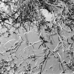 ADOX-Silvermax-in-SPUR-UFP-3