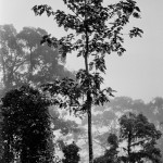 Beispielbild-Kodak-Tri-X-400-320-in-SPUR-ACUROL-N-1