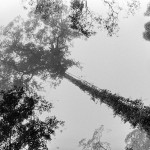 Beispielbild-Kodak-Tri-X-400-320-in-SPUR-ACUROL-N-2