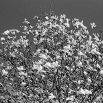 Beispielbild-Kodak-Tri-X-400-320-in-SPUR-Ultraspeed-Vario-1