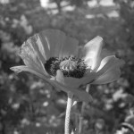 Beispielbild-Rollei-RPX-400-in-SPUR-Ultraspeed-Vario