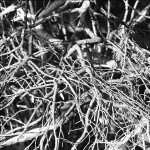 Ilford-Delta-400-in-SPUR-UFP-1