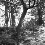 Ilford-Delta-400-in-SPUR-UFP-5