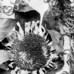 Ilford-HP5+-in-SPUR-NHC-200×200