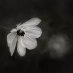 Kodak-Tri-X-400-800-in-SPUR-Ultraspeed-Vario-3