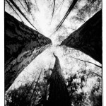 Pinhole-Rollei-Ortho-25-Rollfilm-Emulsion-in-SPUR-ACUROL-N-1