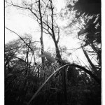 Pinhole-Rollei-Ortho-25-Rollfilm-Emulsion-in-SPUR-ACUROL-N-2