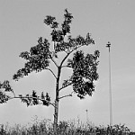 Rollei-Ortho-25-in-SPUR-ACUROL-N-experimentell-200×200