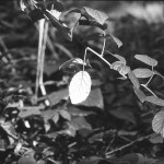 Rollei-RPX-100-in-SPUR-UFP-2