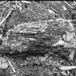 Rollei-RPX-100-in-SPUR-UFP-4