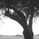 Rollei-RPX-100-in-SPUR-UFP-9