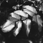 SLD-Pushmaster-HP5-1600-3