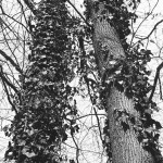 SPUR-DSX-in-SPUR-Dokuspeed-SL-2