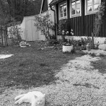 Beispielbild-Kodak-Tmax-400-KB-in-SPUR-Ultraspeed-Vario-2