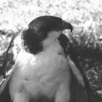 spur-speed-major-front